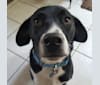 Rudy, a Labrador Retriever and Chow Chow mix tested with EmbarkVet.com