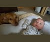 Figg, an American Pit Bull Terrier and Labrador Retriever mix tested with EmbarkVet.com