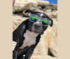 Mickey, an American Bully tested with EmbarkVet.com
