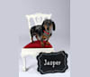 Jasper, a Dachshund tested with EmbarkVet.com