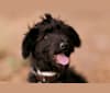 Ash, a Poodle (Standard) and German Shepherd Dog mix tested with EmbarkVet.com