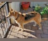 Photo of Riley, an American Eskimo Dog, Rottweiler, and Australian Cattle Dog mix in Tucson, Arizona, USA
