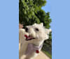 Lily, a West Highland White Terrier and Poodle (Small) mix tested with EmbarkVet.com