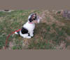 Photo of Maggie, a Wire Fox Terrier  in Bloomfield, IA, USA