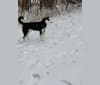 Photo of Zuko, a Siberian Husky  in Palatine, Illinois, USA