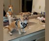 Simba, a Shih Tzu and Chihuahua mix tested with EmbarkVet.com