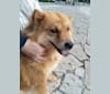 重楼 Paris polyphylla, a Vietnamese Village Dog tested with EmbarkVet.com