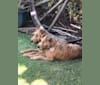 Photo of HOOLIGAN, an Irish Terrier  in California, USA