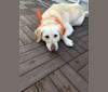 Lola, a Labrador Retriever and German Shepherd Dog mix tested with EmbarkVet.com
