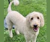 Madison, a Goldendoodle tested with EmbarkVet.com