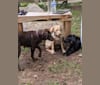 Lily Sailor Fargis, a Labrador Retriever and Beagle mix tested with EmbarkVet.com