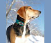 Walker, a Treeing Walker Coonhound tested with EmbarkVet.com