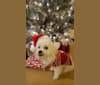 Squiggy, a Maltese and Pekingese mix tested with EmbarkVet.com