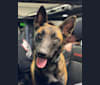 Jax, a Belgian Malinois and German Shepherd Dog mix tested with EmbarkVet.com