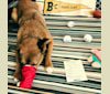 Lambeau, an American Pit Bull Terrier and Akita mix tested with EmbarkVet.com