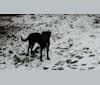 Commander John Shepard, a Labrador Retriever and American Pit Bull Terrier mix tested with EmbarkVet.com
