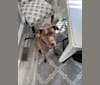 Cisco, an American Pit Bull Terrier and Labrador Retriever mix tested with EmbarkVet.com