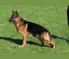 Magnum, a German Shepherd Dog tested with EmbarkVet.com