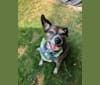 Photo of Charlie, an Australian Cattle Dog, Pug, and Beagle mix in Ontario, Canada