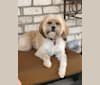 Photo of Champ, a Havanese and Cavalier King Charles Spaniel mix in North Carolina, USA