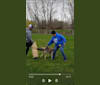 Ciel, a Belgian Shepherd tested with EmbarkVet.com