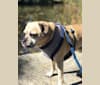 Zeus, a Pug and Rat Terrier mix tested with EmbarkVet.com