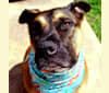 Photo of Buddy, an American Pit Bull Terrier (6.2% unresolved) in Austin, Texas, USA