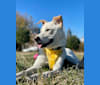 Rollie, a Japanese or Korean Village Dog tested with EmbarkVet.com