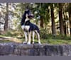 Kavik, a German Shepherd Dog and Siberian Husky mix tested with EmbarkVet.com