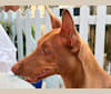 Guzi, a Pharaoh Hound tested with EmbarkVet.com
