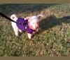 Sweetie Georgia Peach, a Poodle (Small) tested with EmbarkVet.com