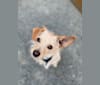 Photo of Bailey, a Chihuahua, Bichon Frise, Poodle (Small), and Mixed mix in California, USA