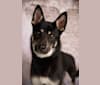 Karter, a German Shepherd Dog and Siberian Husky mix tested with EmbarkVet.com