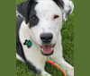 Photo of Frankie, an Australian Cattle Dog, American Pit Bull Terrier, Boxer, and Llewellin Setter mix in Texas, USA