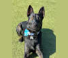 Ronan, a German Shepherd Dog and Belgian Malinois mix tested with EmbarkVet.com