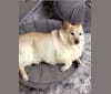 Photo of Seamus, a Chow Chow, Rat Terrier, Dachshund, and Mixed mix in South Carolina, USA