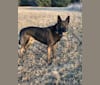 sam, a German Shepherd Dog and Border Collie mix tested with EmbarkVet.com