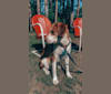 Bosco, a Beagle and Siberian Husky mix tested with EmbarkVet.com
