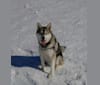 Buddy, a Siberian Husky and Alaskan Malamute mix tested with EmbarkVet.com