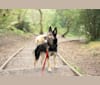 Armin, an Eastern European Village Dog tested with EmbarkVet.com