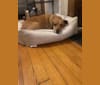 Hank, a Beagle and German Shepherd Dog mix tested with EmbarkVet.com
