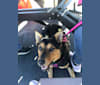 Luna, an Australian Cattle Dog and Labrador Retriever mix tested with EmbarkVet.com