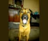 Photo of Vito, a Dutch Shepherd, Belgian Malinois, Black and Tan Coonhound, and American Pit Bull Terrier mix in Tennessee, USA