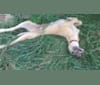 Photo of Janus, a Greyhound, Scottish Deerhound, and Mixed mix in USA