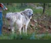 Mithril, a Great Pyrenees and Anatolian Shepherd Dog mix tested with EmbarkVet.com