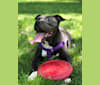 Monroe, an American Pit Bull Terrier and American Staffordshire Terrier mix tested with EmbarkVet.com