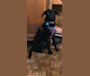 Pencey, a German Shepherd Dog and Siberian Husky mix tested with EmbarkVet.com