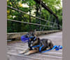 Gus, a Norwegian Elkhound and German Shepherd Dog mix tested with EmbarkVet.com