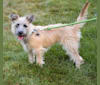 Whistle, a Miniature Schnauzer and Russell-type Terrier mix tested with EmbarkVet.com