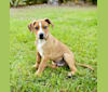 Jack, a Staffordshire Terrier and Foxhound mix tested with EmbarkVet.com